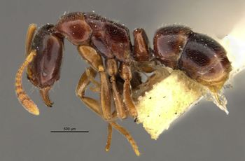 Media type: image;   Entomology 29379 Aspect: habitus lateral view